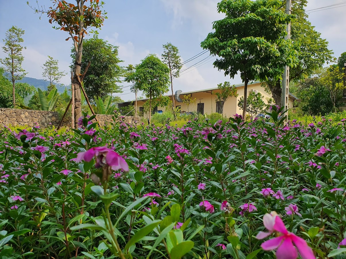 Cảnh quan